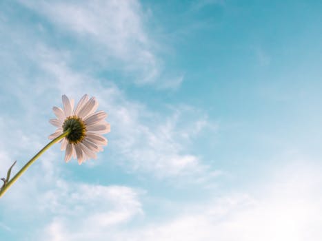 A lone daisy reaching towards a serene blue sky filled with wispy clouds, symbolizing hope and growth.
